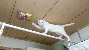 偷吃零食的猫下载手机版2024正版更新版-偷吃零食的猫中文版安卓下载v.2.12